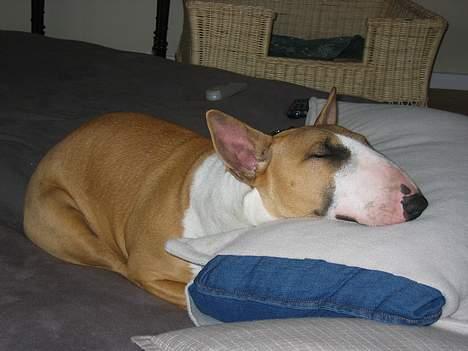 Bullterrier Asta - Det er skøøøøøønt at være hund. billede 11