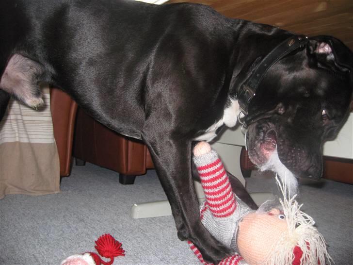 Amerikansk staffordshire terrier ZEUS - hvor er det sjovt at lege med nisser billede 5