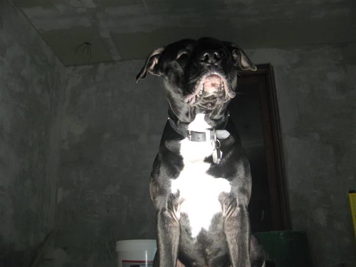 Amerikansk staffordshire terrier ZEUS - sidder lige mellem varmeblæseren og arbejdslampen.. dejlig varmt.. billede 6