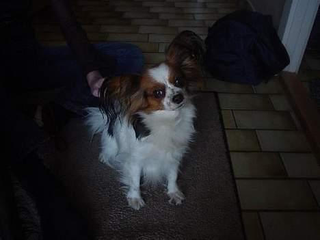 Papillon muddi. Aflivet. - er hun ikke bare sød ? :D  billede 5