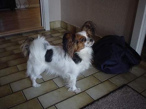 Papillon muddi. Aflivet. - smukke muddi :o) billede 6