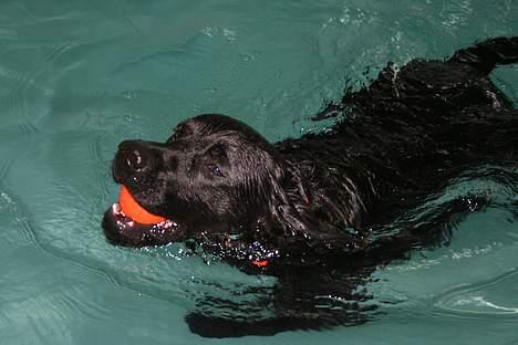 Labrador retriever Diamond - Diamond elsker vand her til hunde svømning billede 6