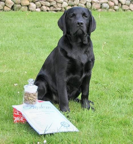 Labrador retriever Diamond - Diamond meget vigtig billede 7