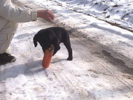 Labrador retriever Diamond - Diamond´s første dummy billede 8