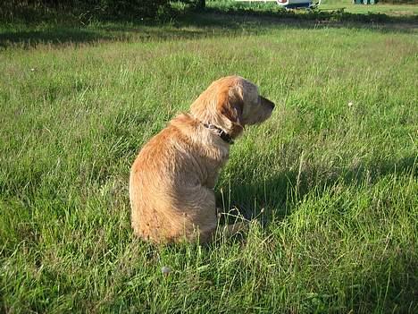 Basset fauve de bretagne Nynne billede 2