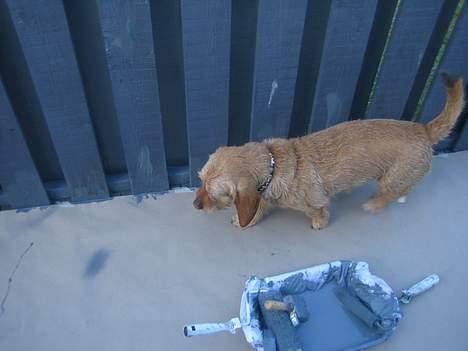 Basset fauve de bretagne Nynne billede 3