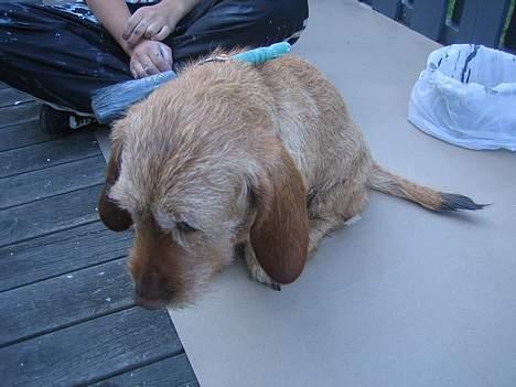 Basset fauve de bretagne Nynne billede 4