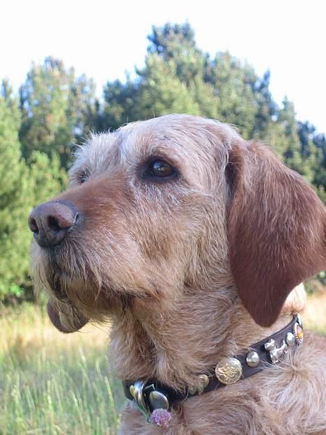 Basset fauve de bretagne Nynne billede 5