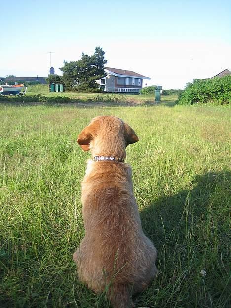 Basset fauve de bretagne Nynne billede 6