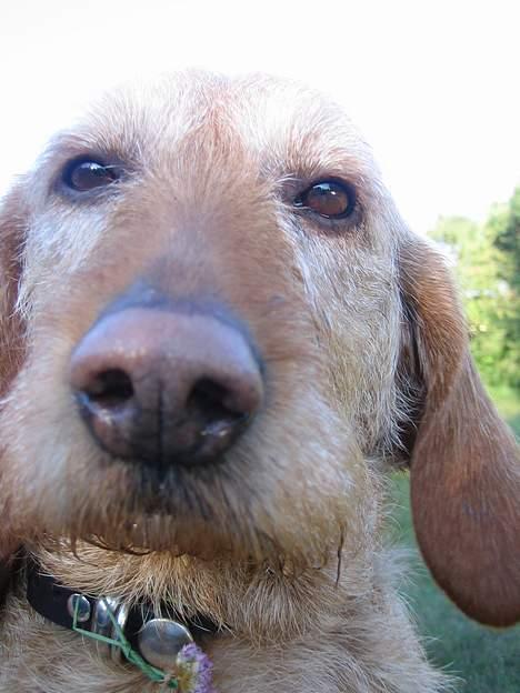 Basset fauve de bretagne Nynne billede 7