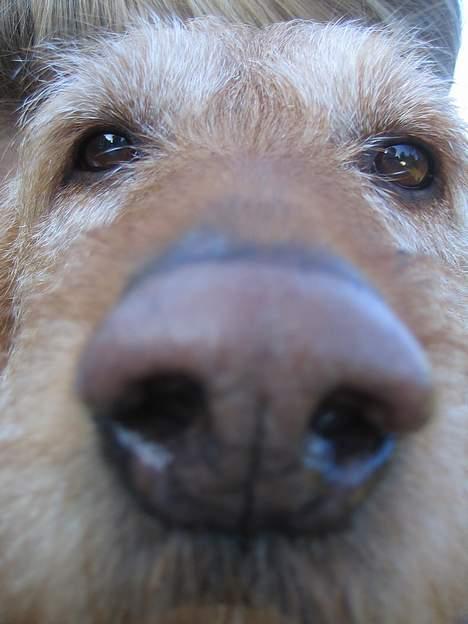 Basset fauve de bretagne Nynne billede 8