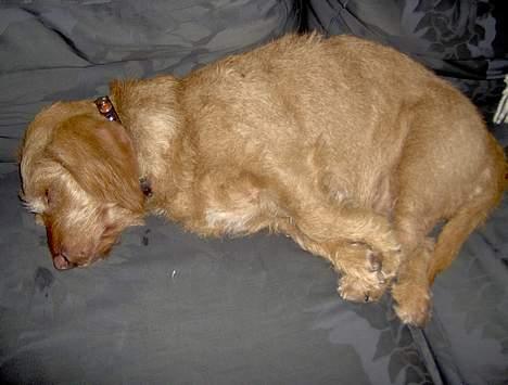 Basset fauve de bretagne Nynne billede 9