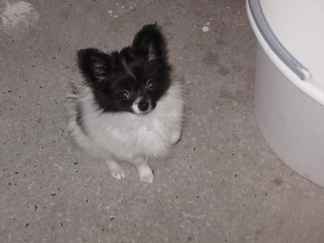 Papillon Bastian billede 9