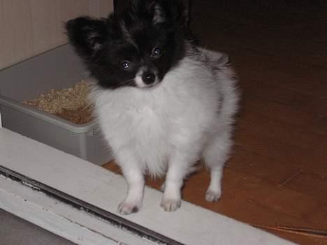 Papillon Bastian billede 10