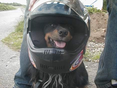 Blanding af racer Max billede 1