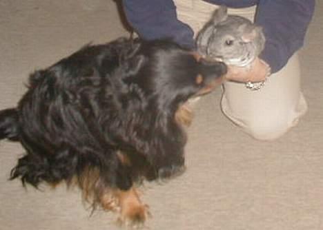 Blanding af racer Max billede 2