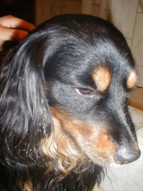 Blanding af racer Max billede 3