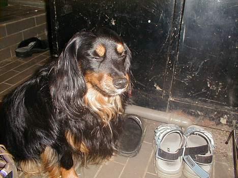 Blanding af racer Max billede 4