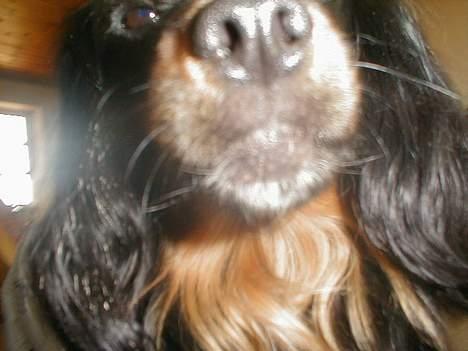 Blanding af racer Max billede 5