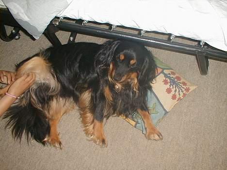 Blanding af racer Max billede 6