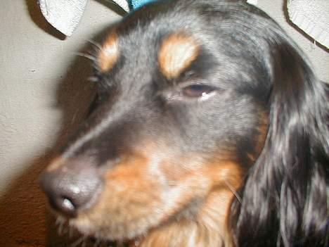 Blanding af racer Max billede 7