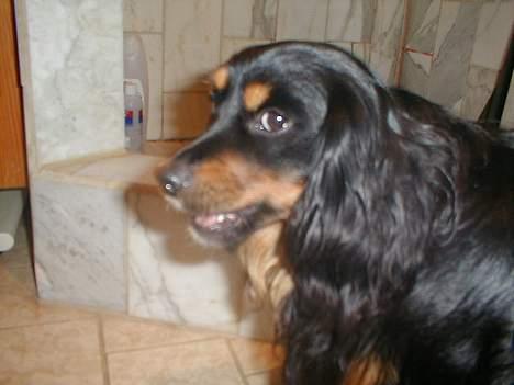 Blanding af racer Max billede 8