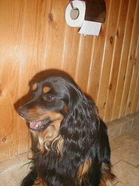 Blanding af racer Max billede 9