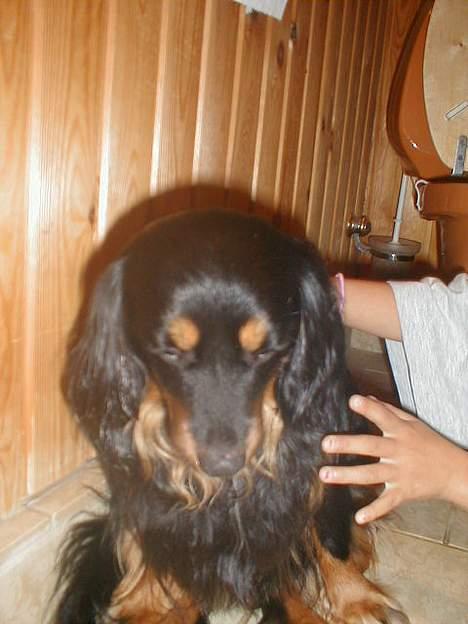 Blanding af racer Max billede 10