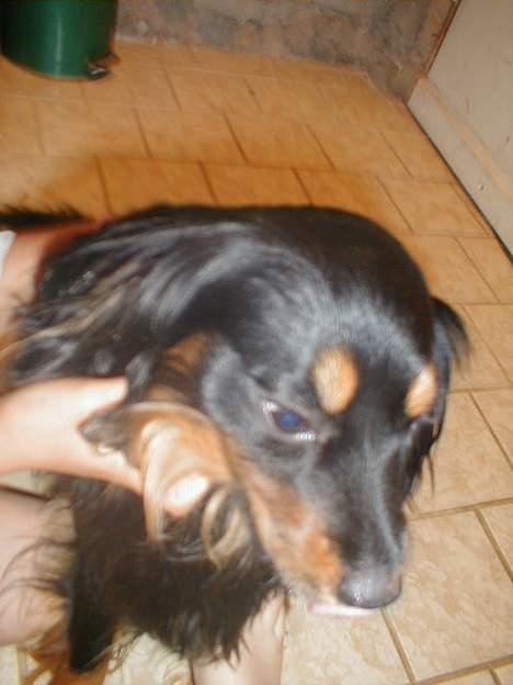 Blanding af racer Max billede 11