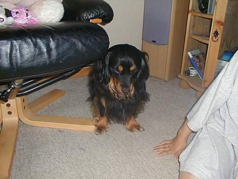 Blanding af racer Max billede 12