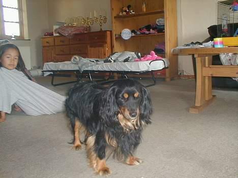 Blanding af racer Max billede 13