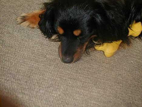 Blanding af racer Max billede 14