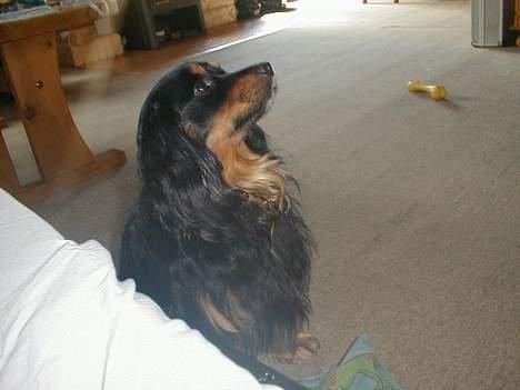 Blanding af racer Max billede 15