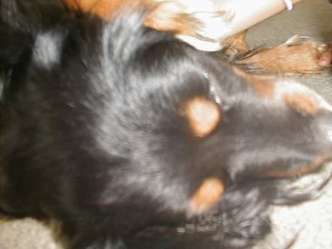 Blanding af racer Max billede 17