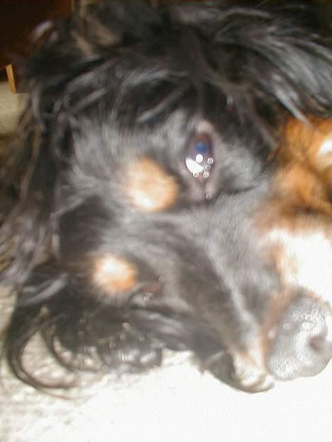 Blanding af racer Max billede 18