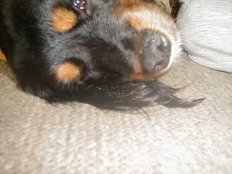 Blanding af racer Max billede 19