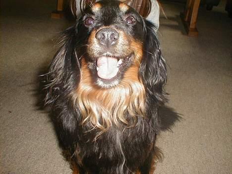 Blanding af racer Max billede 20