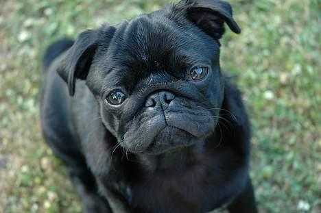 Mops Rollo billede 1