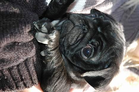 Mops Rollo billede 2