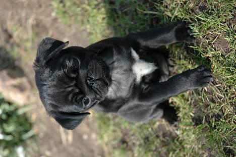 Mops Rollo billede 3