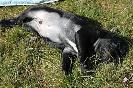 Mops Rollo billede 4