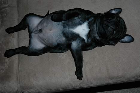 Mops Rollo billede 5