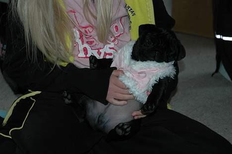 Mops Rollo billede 6