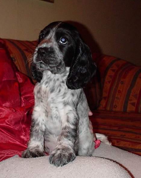 Cocker spaniel Seffie - Da jeg blev hentet af mor billede 14