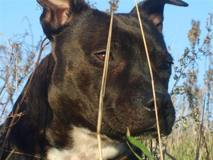 Staffordshire bull terrier Zizou - zizou.. 2 år billede 4