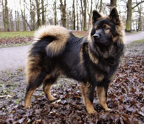 Eurasier Ankerstjernes C-Anouk - 8 måneder billede 13