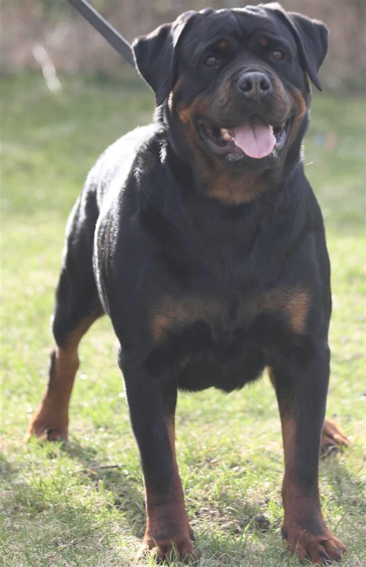 Rottweiler Vom Hause Wenorra Akira - Nyt billede 8