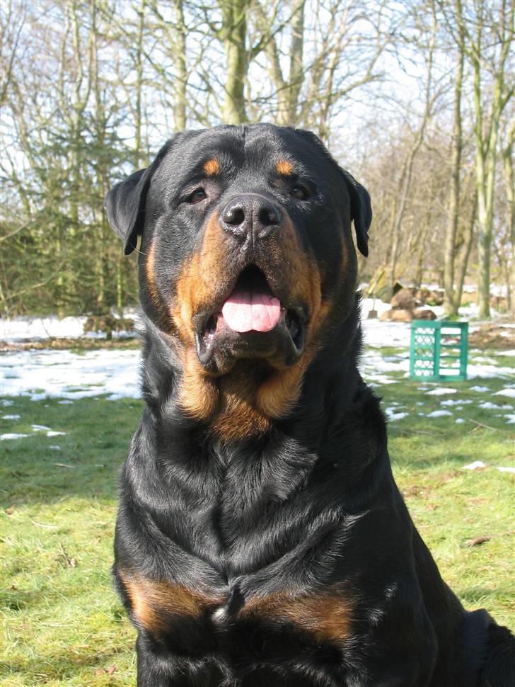 Rottweiler scago  - Scago 2 år (NYT) billede 1
