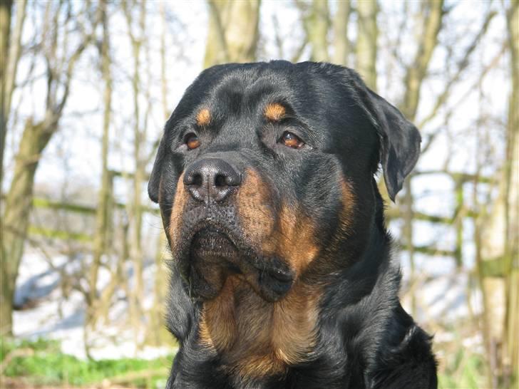 Rottweiler scago  - Scago 2år (NYT) billede 2