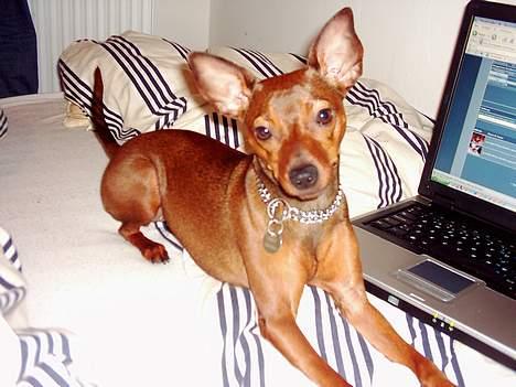 Blanding af racer Emmie billede 10